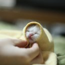 예양 이미지