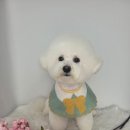 루이비숑 이미지