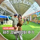 감귤박물관 위 | 제주 감귤박람회 2025 서귀포 감귤 축제 완벽 후기