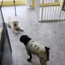 너만멍냥 이미지