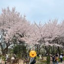연희옥 연희본점 | [서울 성수동] 서울숲부터 다시 연희동까지 12시간 일상 | 벚꽃구경, 전시회, 맛집