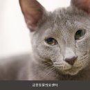 파주동물병원 금릉동물의료센터 진료 및 비용 확인을 위한 체크포인트