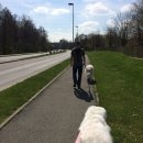 뚱강아지 이미지