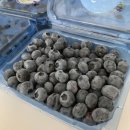 굿모닝 팜 이미지