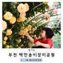 꽃다래공원 | 부천 백만송이장미원 도당공원 실시간 개화 상황 및 주차장 안내해요.