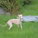 블루켄넬 이미지