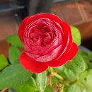 로젠하임 이미지