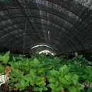 은미농장 이미지