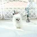 화이트포메라니안 이미지