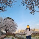 공공자전거두바퀴의행복1호점(세교점) | 평택 벚꽃 명소: 통복천 실시간 개화 정도 / 무료 자전거 대여 / 주차