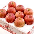 장수사과원예농업협동조합 | 주문해서 먹어본 솔직후기! 대경사과원예농협 과일