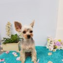 D&C 그루밍 샵 이미지