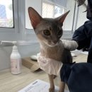 중국 쑤저우(소주)에서 한국 김포국제공항으로 고양이 반려동물 입국 검역 정리