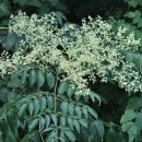 꽃과나무 이미지