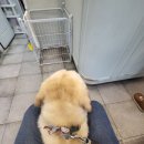 소망종합 동물병원 이미지