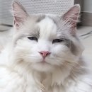 6월 24일 그날의세계사 티투스 로마 10대황제 등극 (별책부록 : 흐뭇하게 지긋이 동하) 이미지