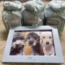 홍금동물병원 이미지