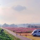 곡교천 은행나무길 이미지