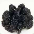 오디니