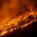 고향사랑기부제로 산불 모금에 기부했어요 이미지