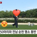 2025 순천 댕댕트레인 네이버블로그