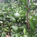 대동태양광농장 이미지