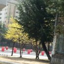 대천 초등학교 이미지