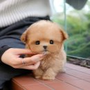 광주강아지분양 고양이분양 미유펫 본점 이미지