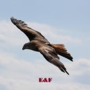 한류 행정사사무소 이미지