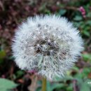 제주민들레 이미지