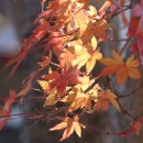 단풍잎(일본 시즈오카현 고덴바시 고텐바역앞) 이미지