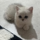 나비야 cat 이미지