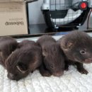 인천광역시 야생동물구조관리센터 이미지