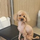 빠몽(PAWMONG) 네이버블로그