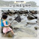 강원도 고성 해루질해변 마차진해수욕장 물고기 채집망 결과