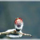 강아지봄 이미지