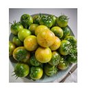 토마토2 이미지