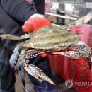 꽃게나라 이미지