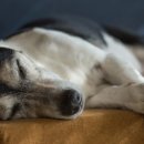 기운찬 동물병원 이미지