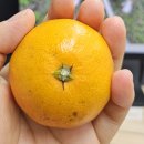 청주삼성약국 | 마운자로 부작용 2주차 체중 감량 총 -5kg