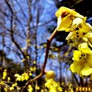 우리나라에서 처음 발견된 것으로 알려진 히어리( Corylopsis coreana) 이미지