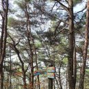 창녕 남지 개비리 | 창녕 남지 개비리 길 수양 벚꽃 트레킹 경남 창녕 가볼 만한 곳