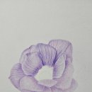 꽃그림 보타니컬 색연필화 이미지