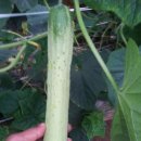 선인농장 이미지