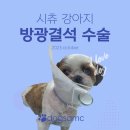 아지동물병원 | [인천24시동물병원] 강아지 아지 방광결석 수술 후기