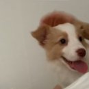 보니토리