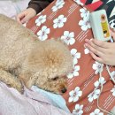 황토잠 | 가정용 대형 찜질기 에이엠씨 황토 디지털 찜질기 사용 후기