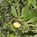 왕선인장(이명 : 손바닥선인장. 백년초. 제주백년초). (외래 임시 정착 식물) 이미지