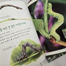 유아 자연관찰 책22권+유아 웅진씽크빅 감각,수학책 8권+ 유아 재미있는 영어책 드림(완료) 이미지