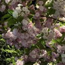 덕풍천동로 이미지